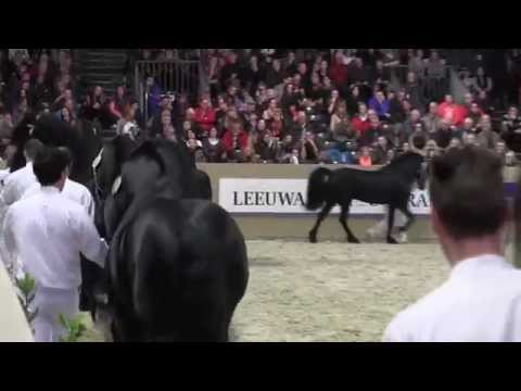 KFPS Royal Friesian Stallion Show