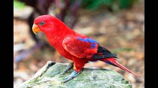 Download lagu Suara Burung Nuri Merah Maluku Bisa Buat Pikatan mp3