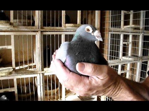 long distance racing pigeons by Joe Richir - Racing Pigeon