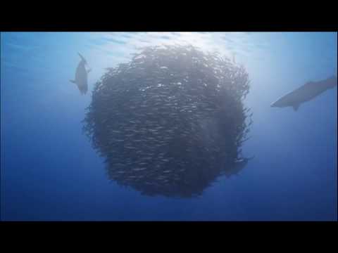 BEYOND BLUE: New INDIE UnderWater Oceanic Exploration Adventure Game Trailer 2018