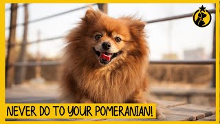10 Things You Must Never Do to Your Pomeranian Dog