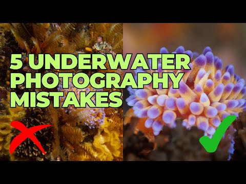 5 Underwater Photography MISTAKES to Avoid (and how to fix them)