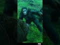 KOBA Dawn Of The Planet Of The Apes WhatsApp Status Video 4