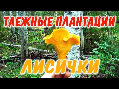 ГРИБ ЛИСИЧКА СБОР ГРИБОВ ЛИСИЧЕК. Поход за лисичками в заливной лес на шоковые грибницы