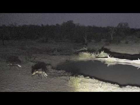 Djuma: Two Wild Dogs come for quick drink- 22:10 -  08/26/18