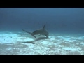 Dolphins The Wild Side