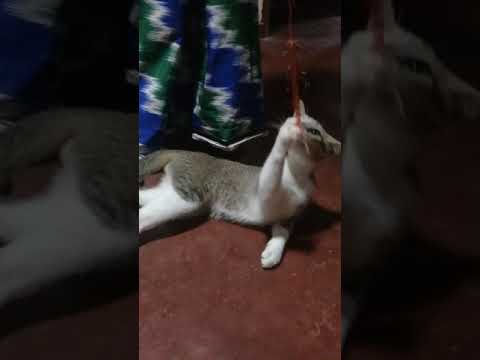 Our pinkey pet cat(2020.09.15)