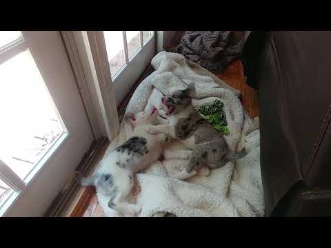 download lagu mp3 mp4 Toffee Puppy, download lagu Toffee Puppy gratis, unduh video klip Toffee Puppy