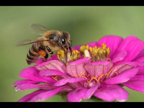 Pčelarski saveti - (bezmatak,leto,varoa,vlaga,rojenje)