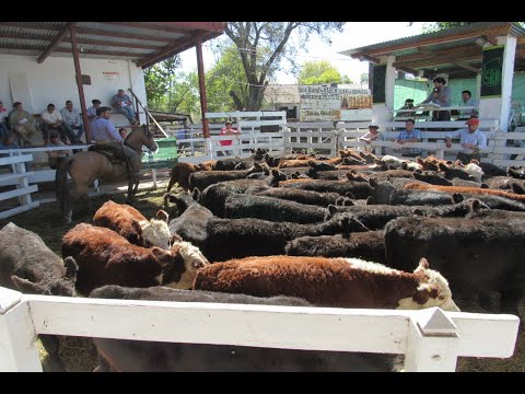 Resumen del remate de Colombo y Magliano - Jueves 7 de abril de 2022 - Rauch