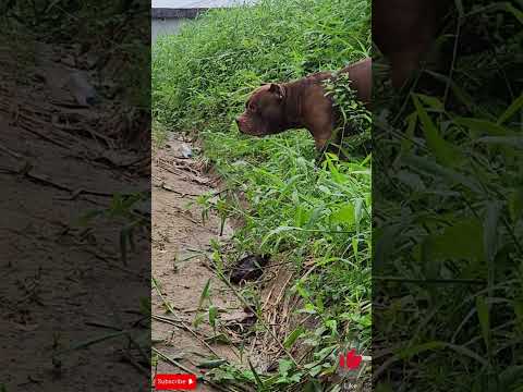 PITBULL MONSTER NUWAN #lekthebestkennel