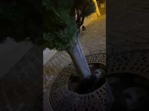 Whiskas does what cats do