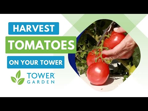 How to Harvest Your Tower Garden® Tomatoes - Tower Tips