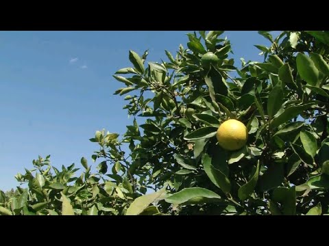 Falta de chuvas prejudica produção de laranja