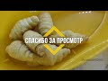 МИОСТИМУЛЯТОР И ВАКУУМНЫЕ БАНКИ С НАСОСОМ С Алиэкспресс-обзор/НАКОНЕЦ-ТО ПОДКЛЮЧАЮ Xbox/ГОТОВКА/ВЛОГ