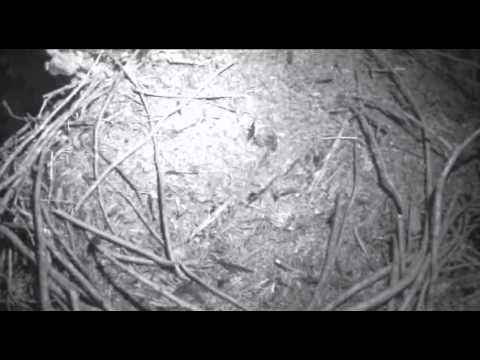 Humboldt Bay eagles,edited video of busy little frog on nest,10/3/13