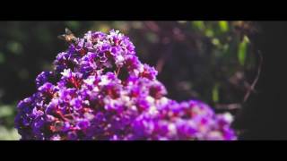 Cover art for continue?