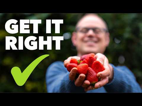 Strawberry Growing Masterclass: My Top Tips for Huge Harvests