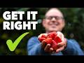 Strawberry Growing Masterclass My Top Tips For Huge Harvests