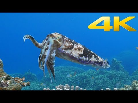 Vendor Tes 3 Video 1