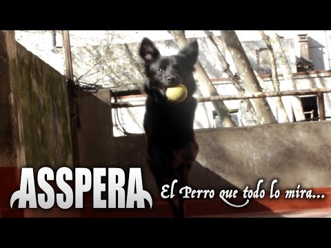 El Perro Que Todo Lo Mira - Asspera