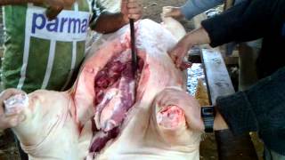 preview picture of video 'Matando o Porco na Vargem SC'