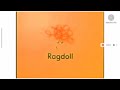 Ragdoll Logo In G Major 2 SQAURED