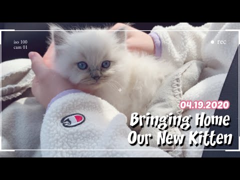 Bringing Home Our New Ragdoll Kitten