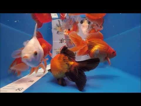 KOI 13 -- Ryukin - Teleskop - Shorttail Mix 12-18 cm -  Video 3/2021