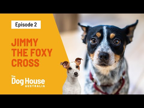 Jimmy The Fox Terrier Cross Is Looking For A New Family | The Dog House Australia | Channel 10