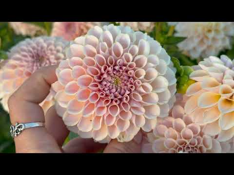 A Dahlia Field Tour on our PNW Flower Farm
