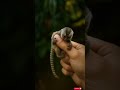  A cute Pygmy Marmoset 🐒The world's smallest monkey