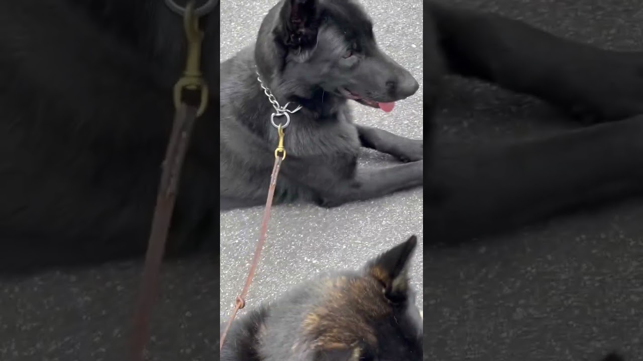 Dog Training - Dogs Completely Relaxed With Deer Nearby