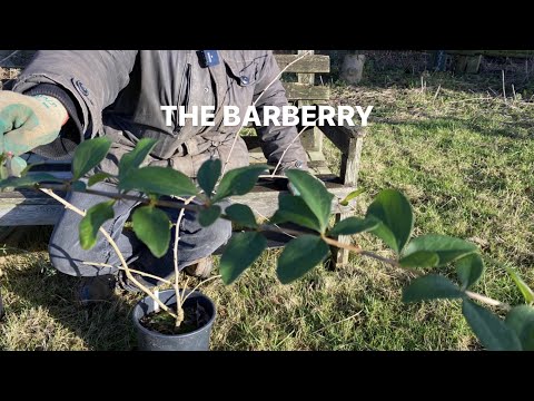 A brief history of the Barberry
