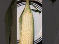 How to say: Green Corn & Corn Ear, in Abenaki indigenous language🌽💚#skamon #malomen #wskimen #mins
