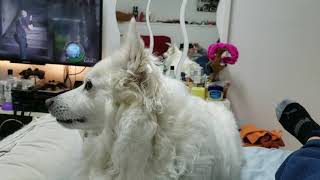 2020/12/29 Stay home Play games with Latte【アメリカンエスキモードッグ/American Eskimo Dog】