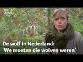 De zorgen van schapenhouders over de komst van de wolf | RTV Utrecht