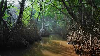 5  LỒNG TIẾNG   FOREST
