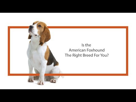 American Foxhound Breed Video