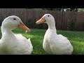 Male Drake and Female Pekin Ducks Quacking