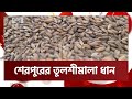Tulshimala rice has been recognized by GI as a geographical indication product of Bangladesh News | Ekattor TV