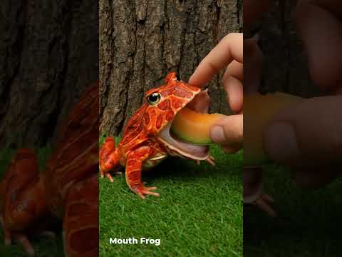 Cute Frog Eats Melon Slices! #frog #funny #memes