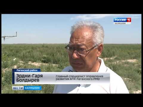 Вести «Калмыкия»: дневной выпуск 07.07.2017