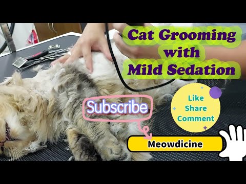 #cats#petlovers#cutecats#catlovers Cat Grooming with Sedation | Meowdicine