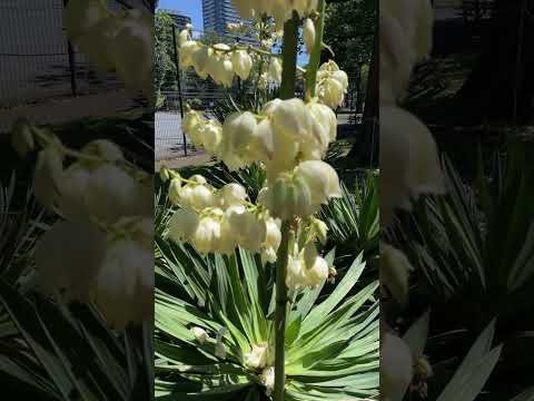 リュウゼツラン フェロックス