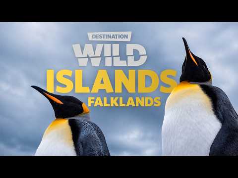 Wild Islands Falkland Islands