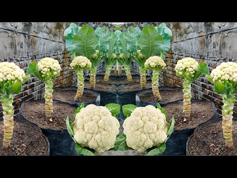 , title : 'From the first day to harvest, How to grow cauliflower using polybags at home'
