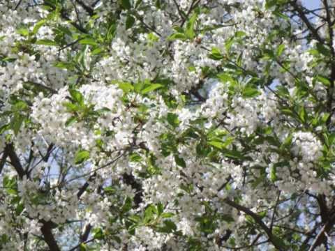 FOTOGRAFII PITOREŞTI DIN COMUNA RÂU ALB, JUDEŢU DÂMBOVIŢA