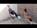 Jageeri Aseel Vs Sindhi Aseel Bidrs Aseelmurga Aseel Aseelbirds JageeriaseelvsSindhiaseel