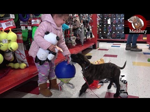 Bringing Home My Malinois/Dutch Shepherd Puppy